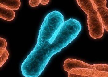 İnsan Y kromozomu Yok Oluş Sürecinde: Genlerin %97’si Kayıp